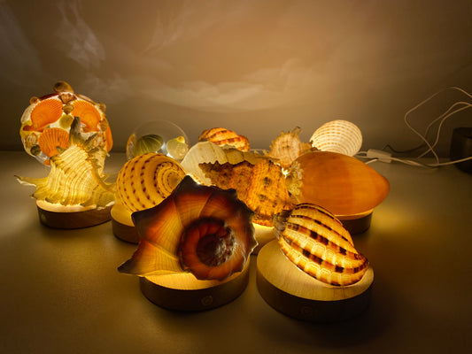 DIY Seashell & Conch Night Light Lamp Kit - Handmade Coastal Craft Project