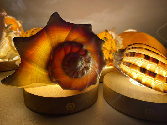 DIY Seashell & Conch Night Light Lamp Kit - Handmade Coastal Craft Project