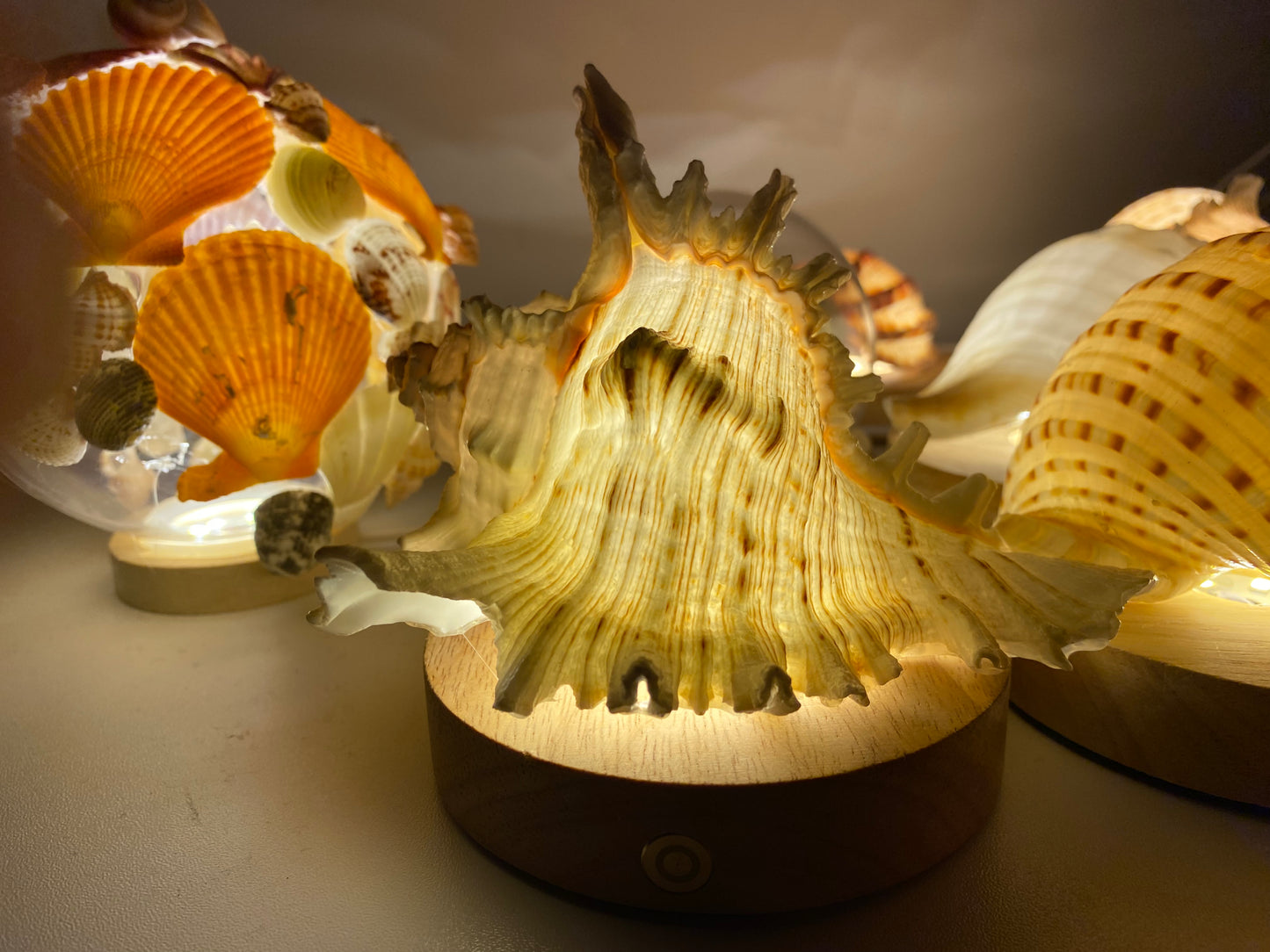 DIY Seashell & Conch Night Light Lamp Kit - Handmade Coastal Craft Project