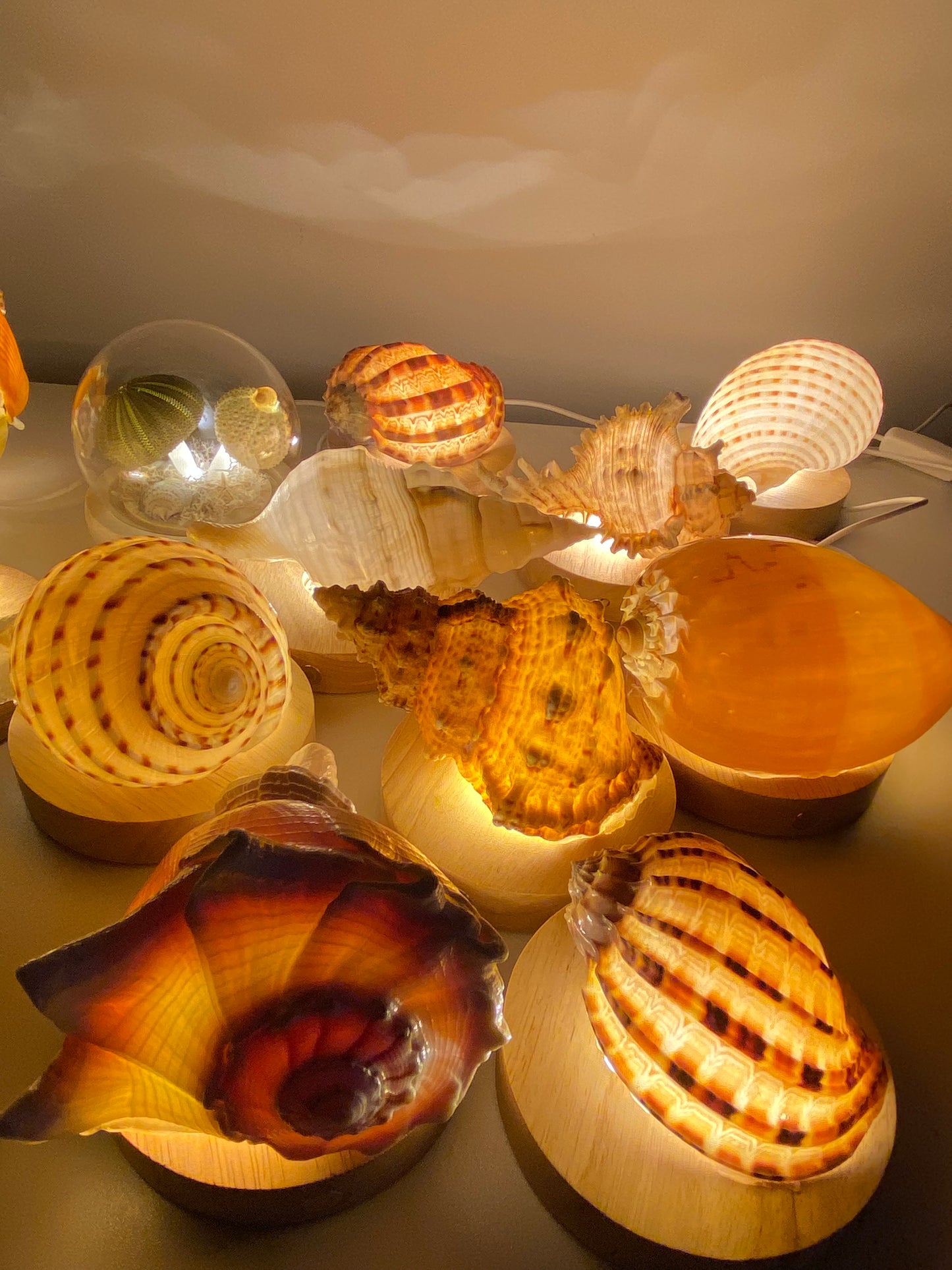 DIY Seashell & Conch Night Light Lamp Kit - Handmade Coastal Craft Project