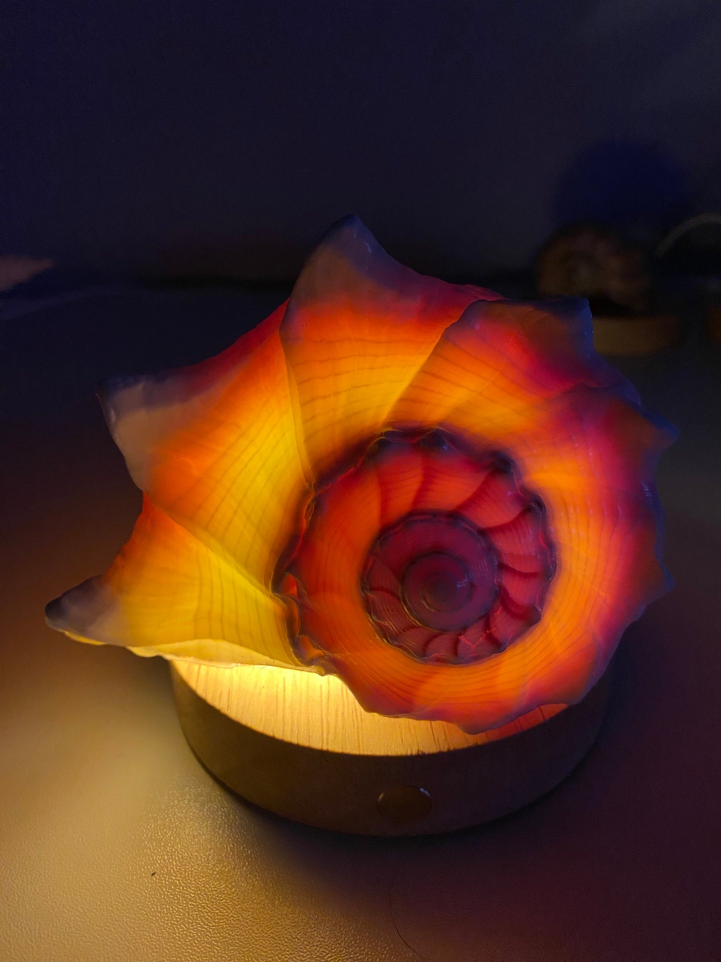 DIY Seashell & Conch Night Light Lamp Kit - Handmade Coastal Craft Project