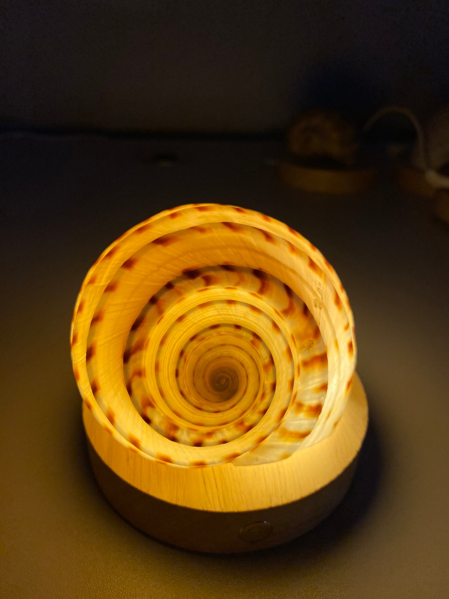 DIY Seashell & Conch Night Light Lamp Kit - Handmade Coastal Craft Project