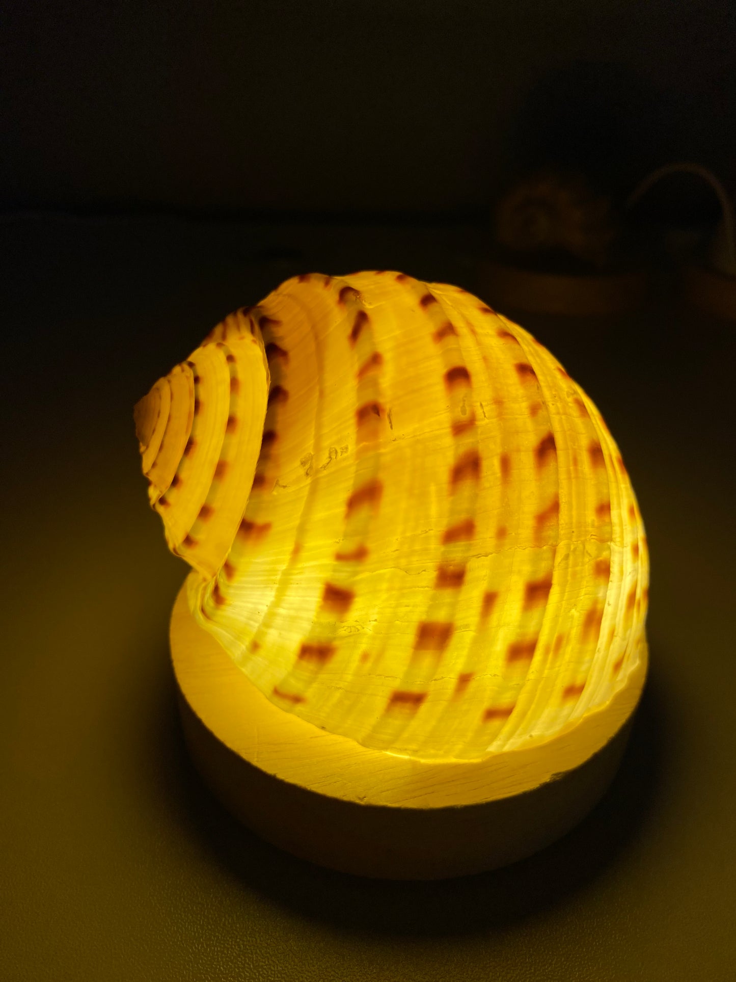 DIY Seashell & Conch Night Light Lamp Kit - Handmade Coastal Craft Project
