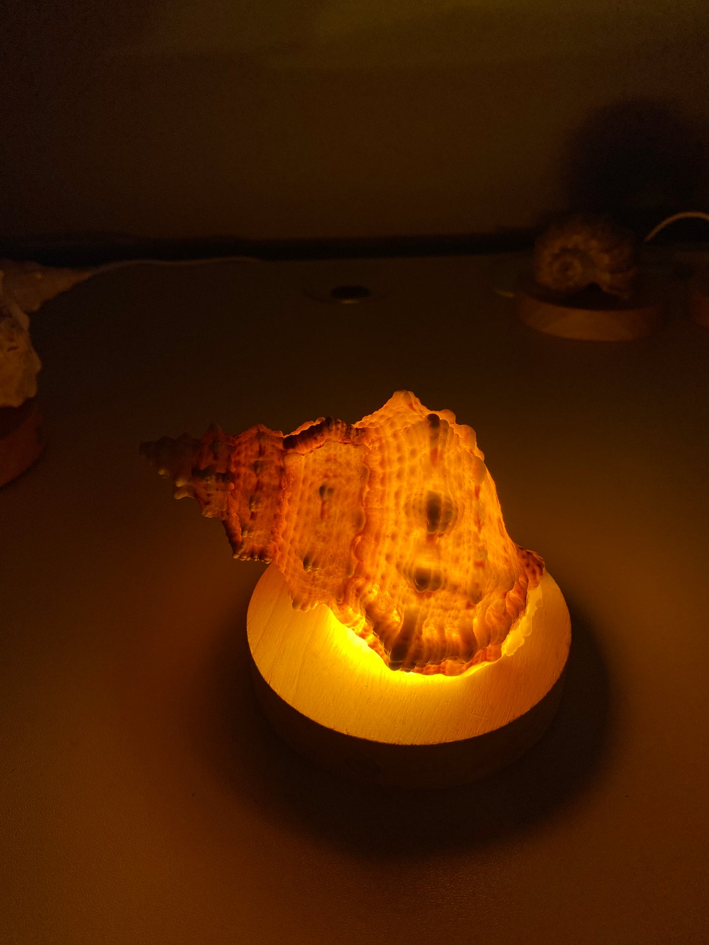 DIY Seashell & Conch Night Light Lamp Kit - Handmade Coastal Craft Project
