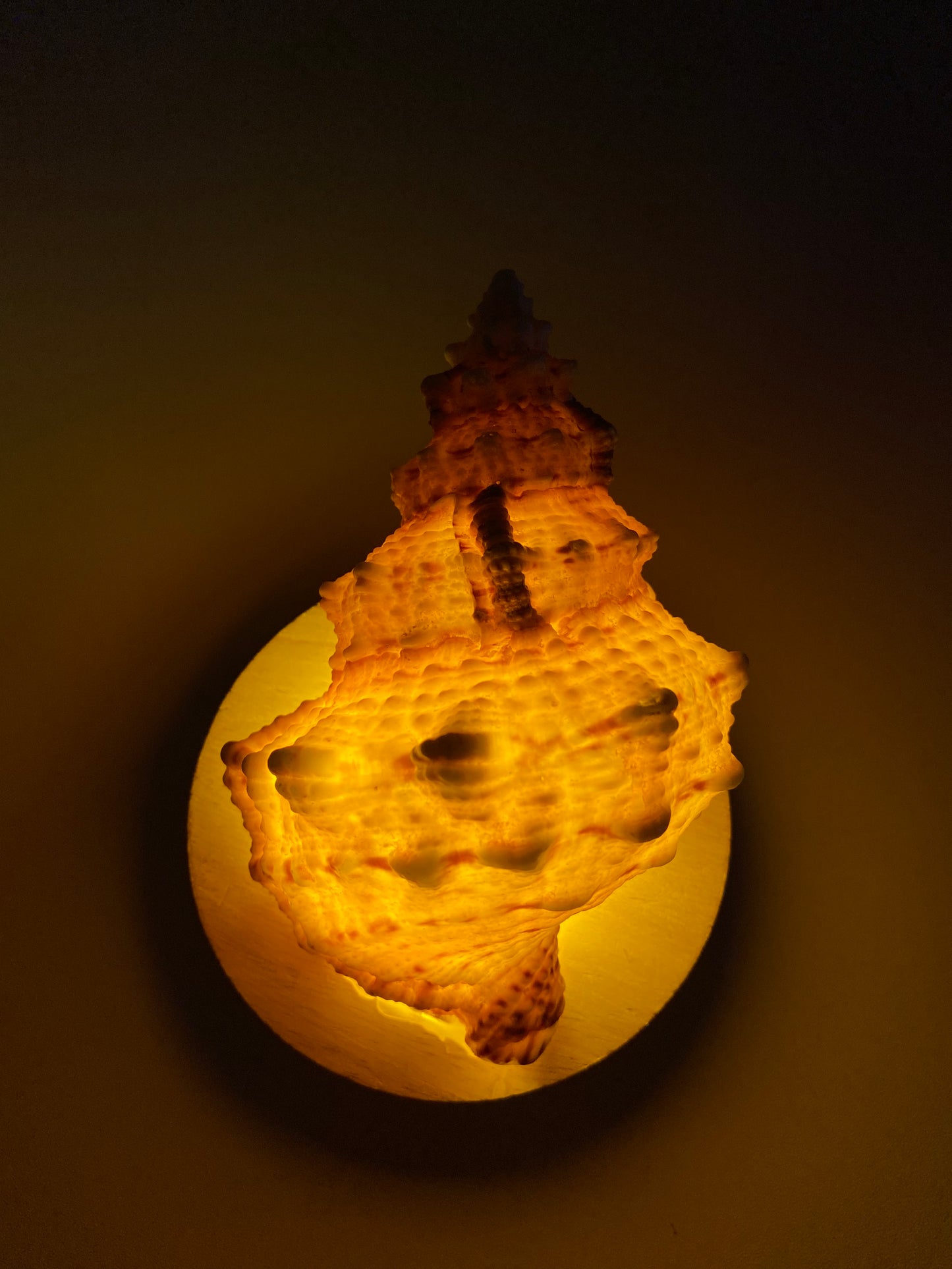 DIY Seashell & Conch Night Light Lamp Kit - Handmade Coastal Craft Project