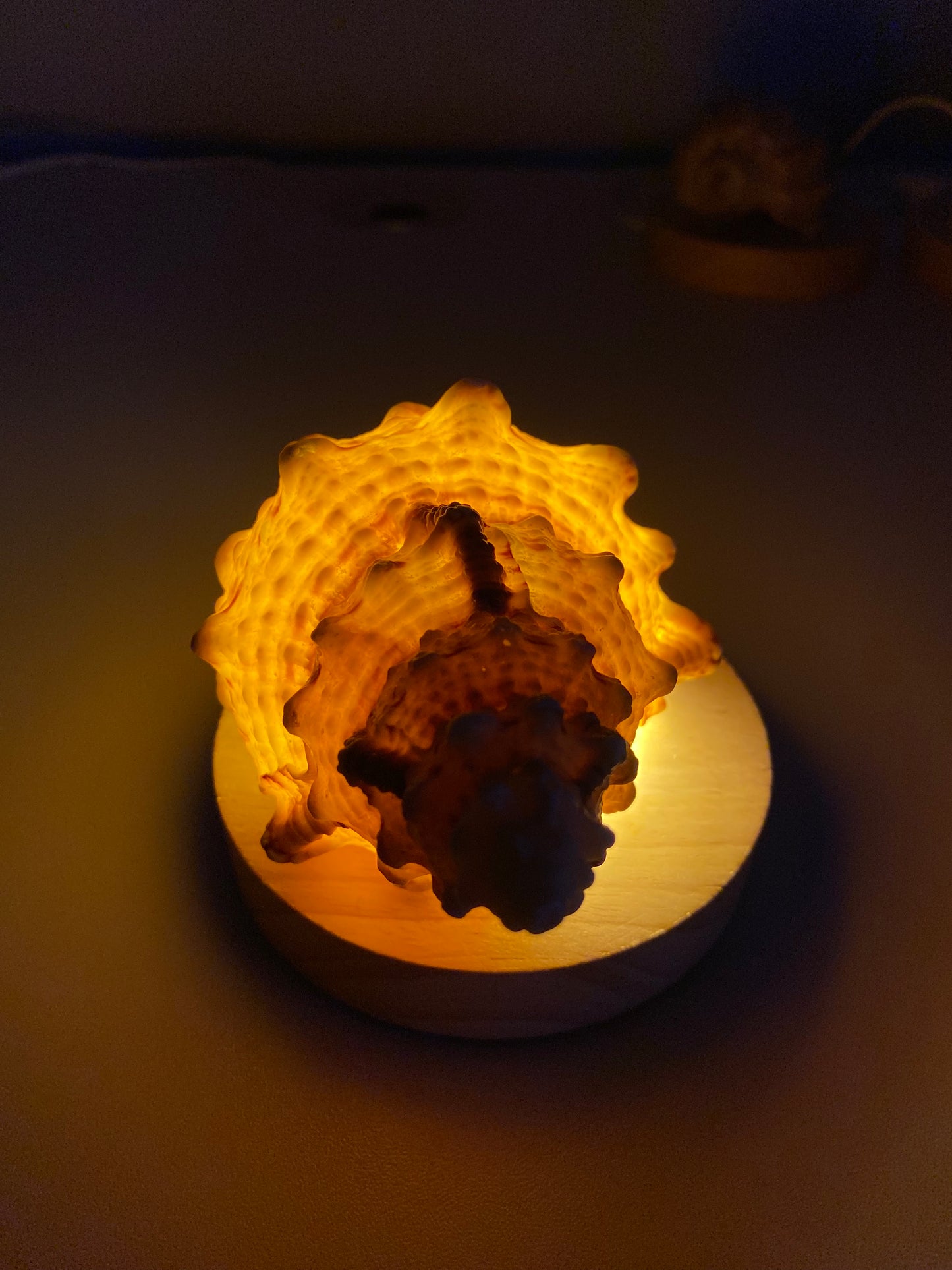 DIY Seashell & Conch Night Light Lamp Kit - Handmade Coastal Craft Project