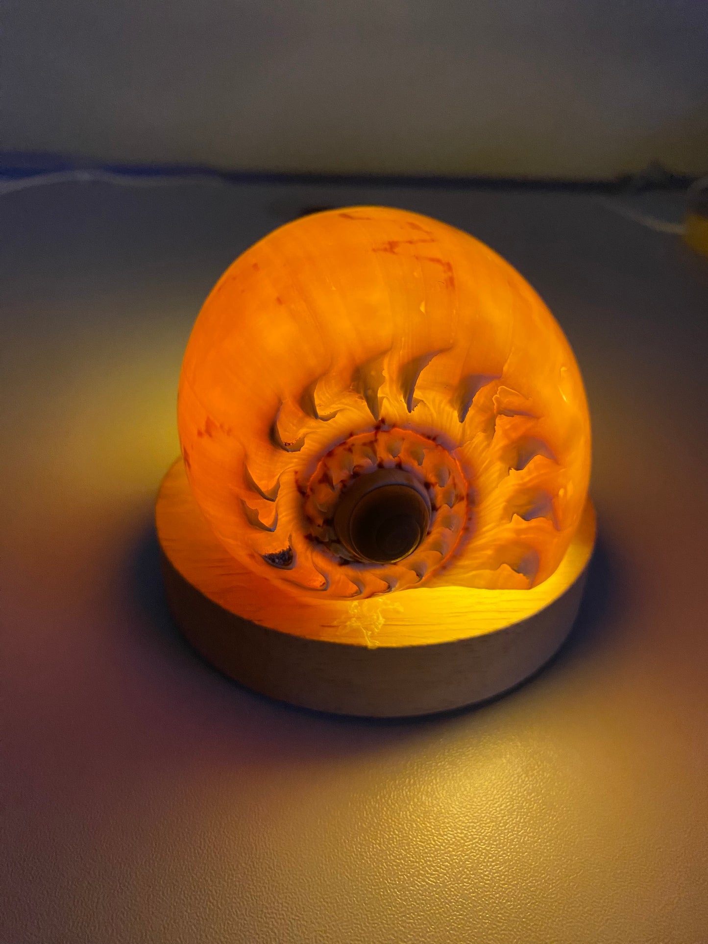 DIY Seashell & Conch Night Light Lamp Kit - Handmade Coastal Craft Project
