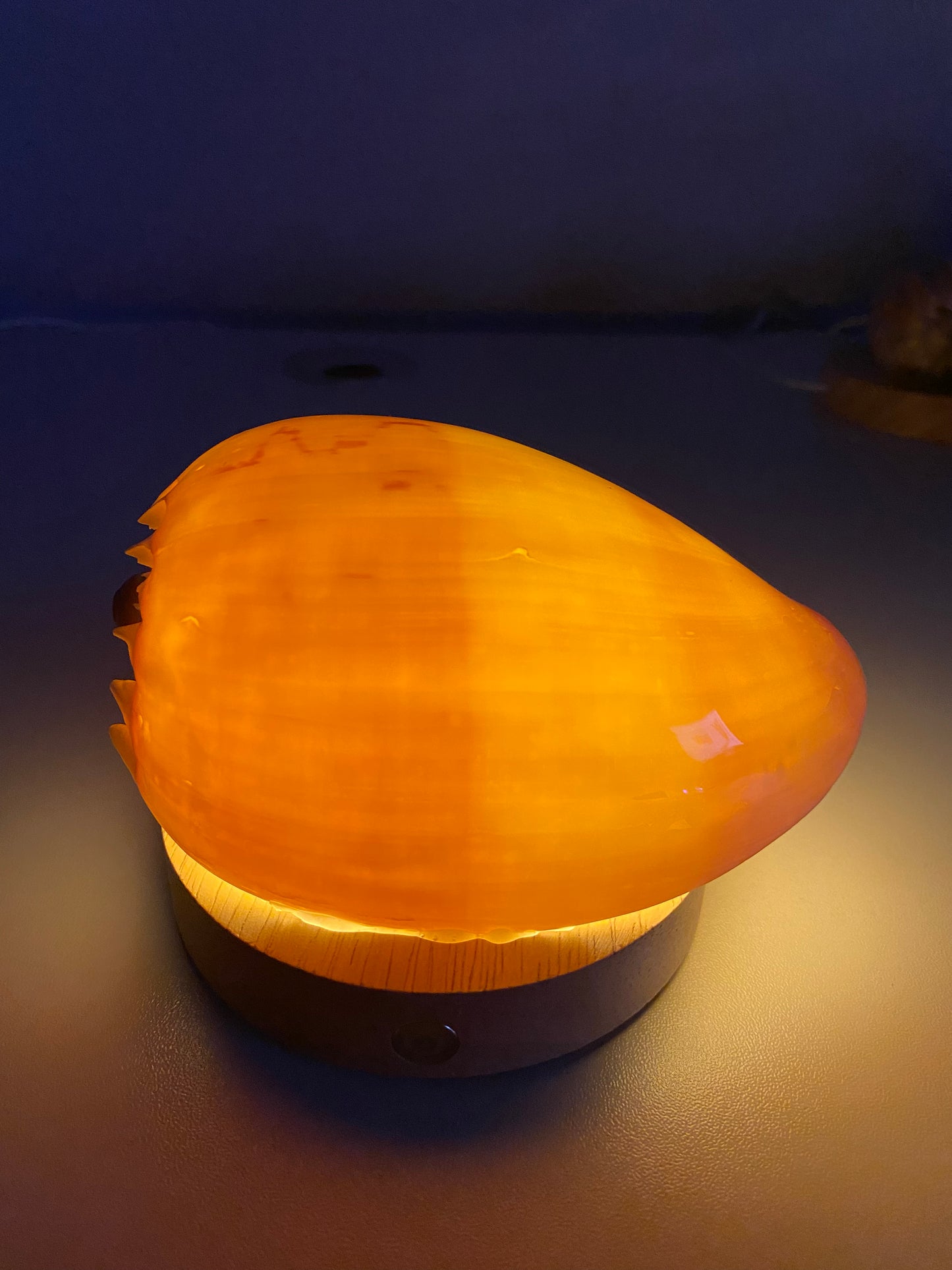 DIY Seashell & Conch Night Light Lamp Kit - Handmade Coastal Craft Project